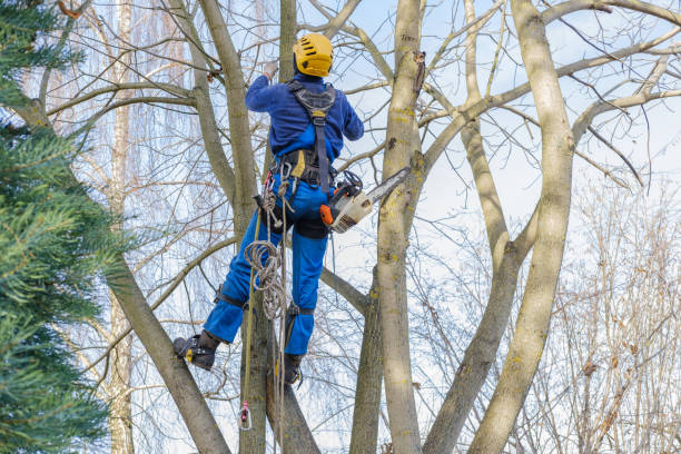 How Our Tree Care Process Works  in  Bridgewater Center, NJ