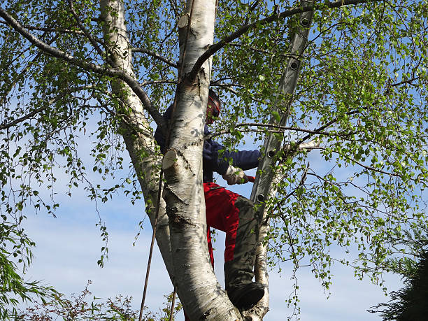 Pest Control for Lawns in Bridgewater Center, NJ